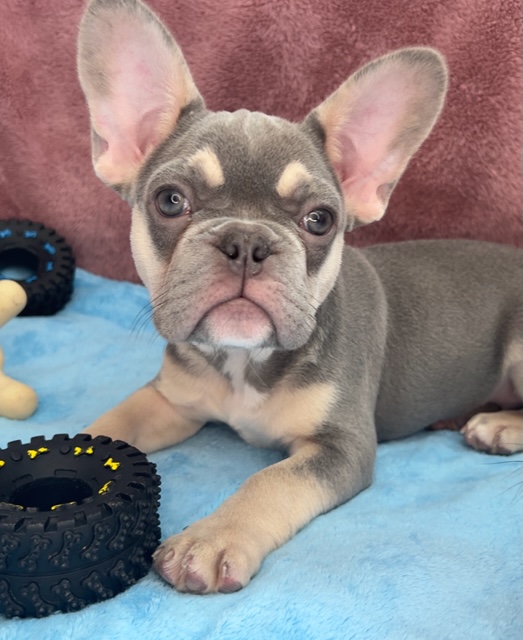 Puppies Archive | Lazy Acres Farm Frenchies
