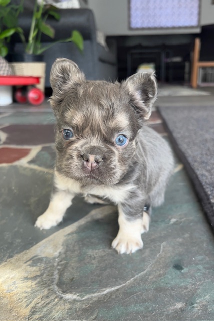 Bijou | Lazy Acres Farm Frenchies