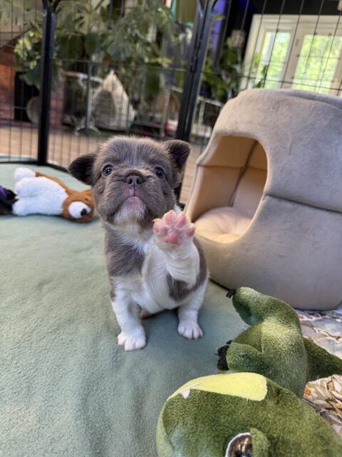Penelope
